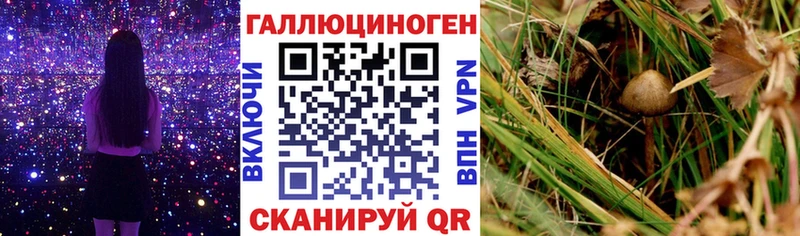 Галлюциногенные грибы Psilocybine cubensis  мориарти наркотические препараты  Тында 